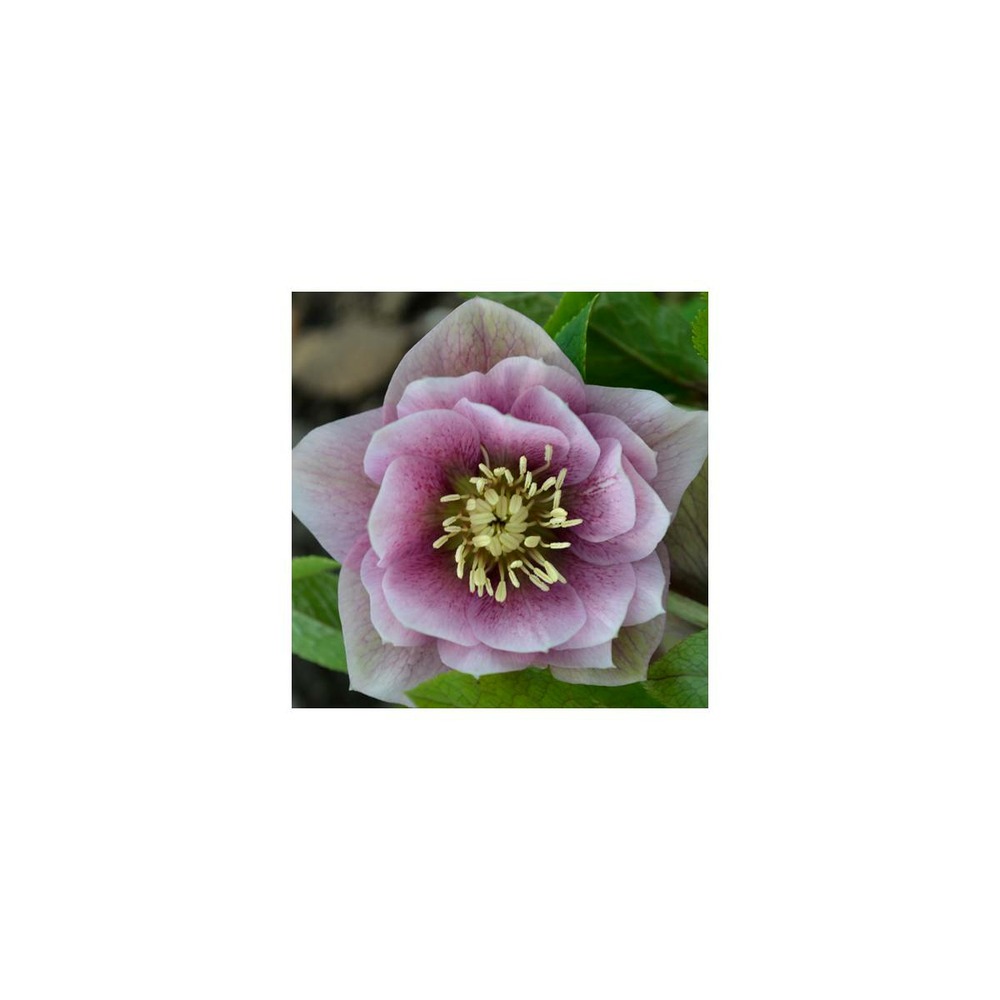 6 Hellébores à Fleurs Doubles - Promesse De Fleurs