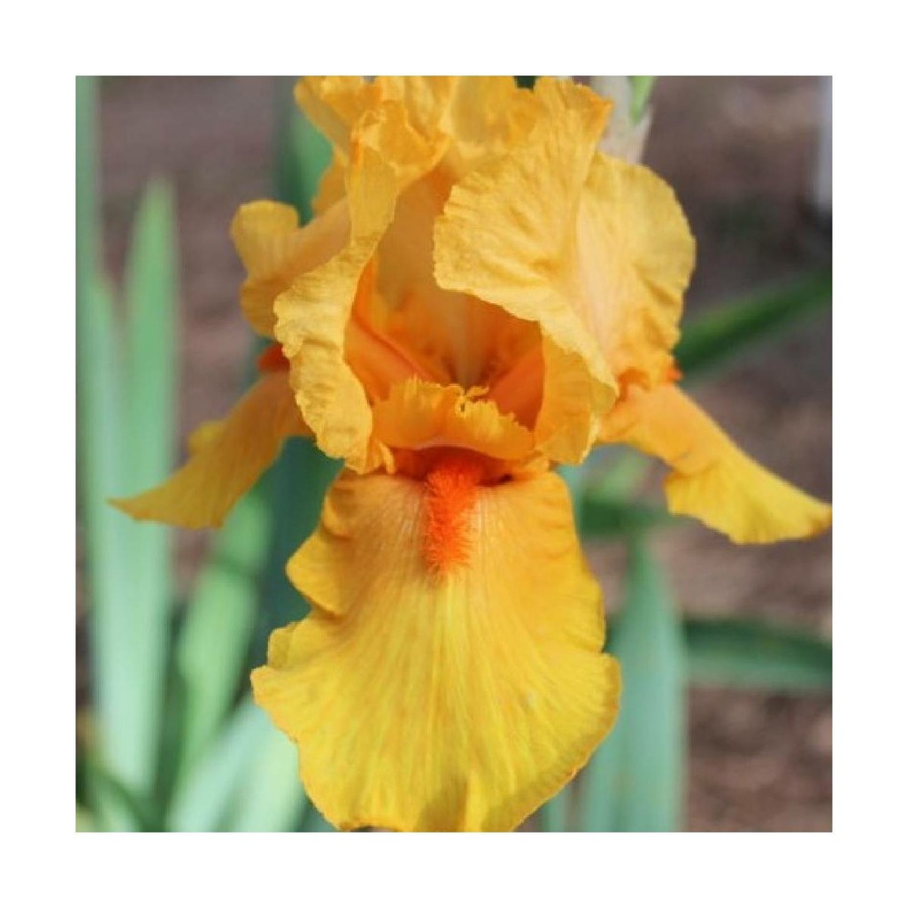Iris des jardins son of star