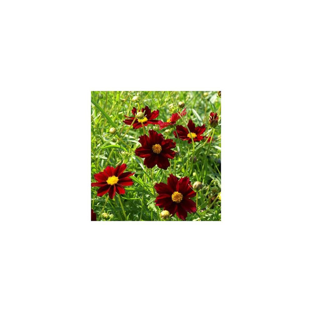 Coréopsis mercury rising® | Truffaut