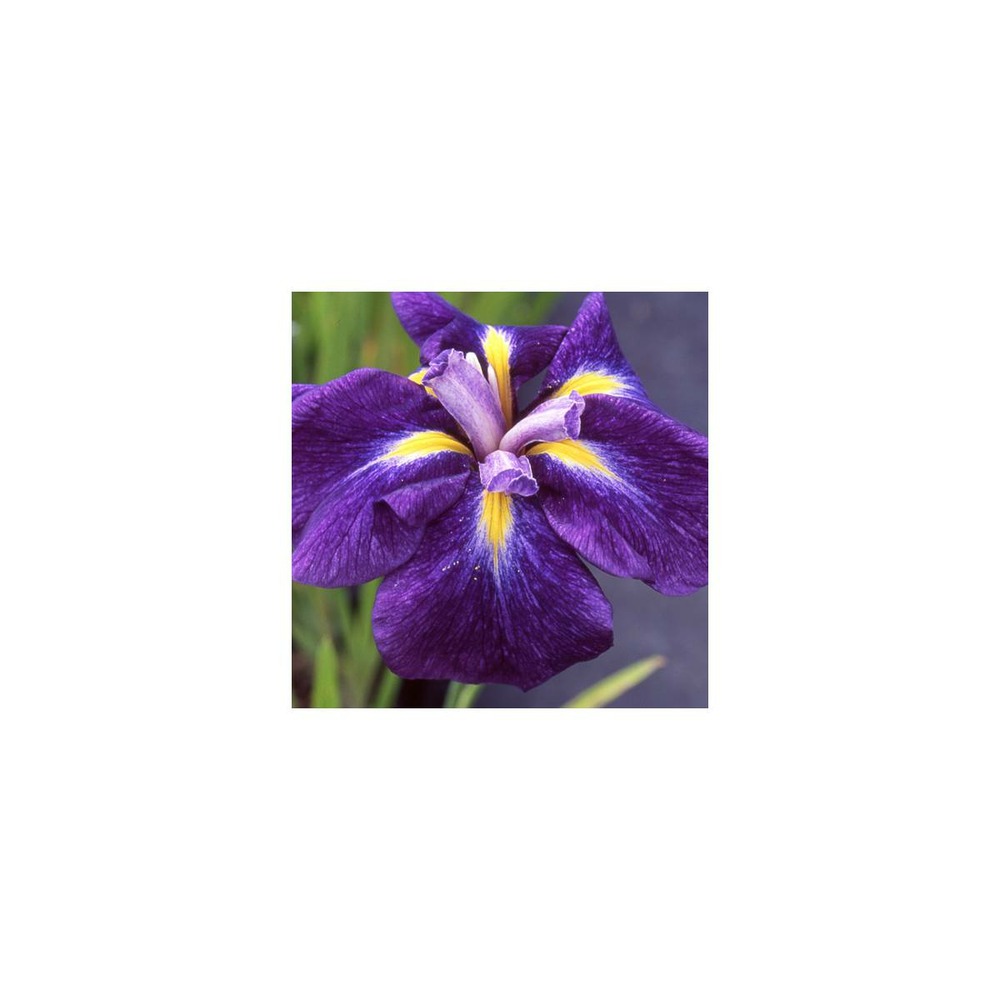 Iris japonais iedo mishiski