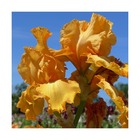 Iris des jardins tangerine sky