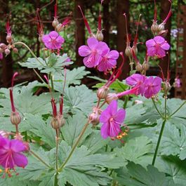 G ranium Grosses Racines Macrorrhizum Bevan s Variety Truffaut g-ranium-grosses-racines-macrorrhizum-bevan-s-variety-truffaut