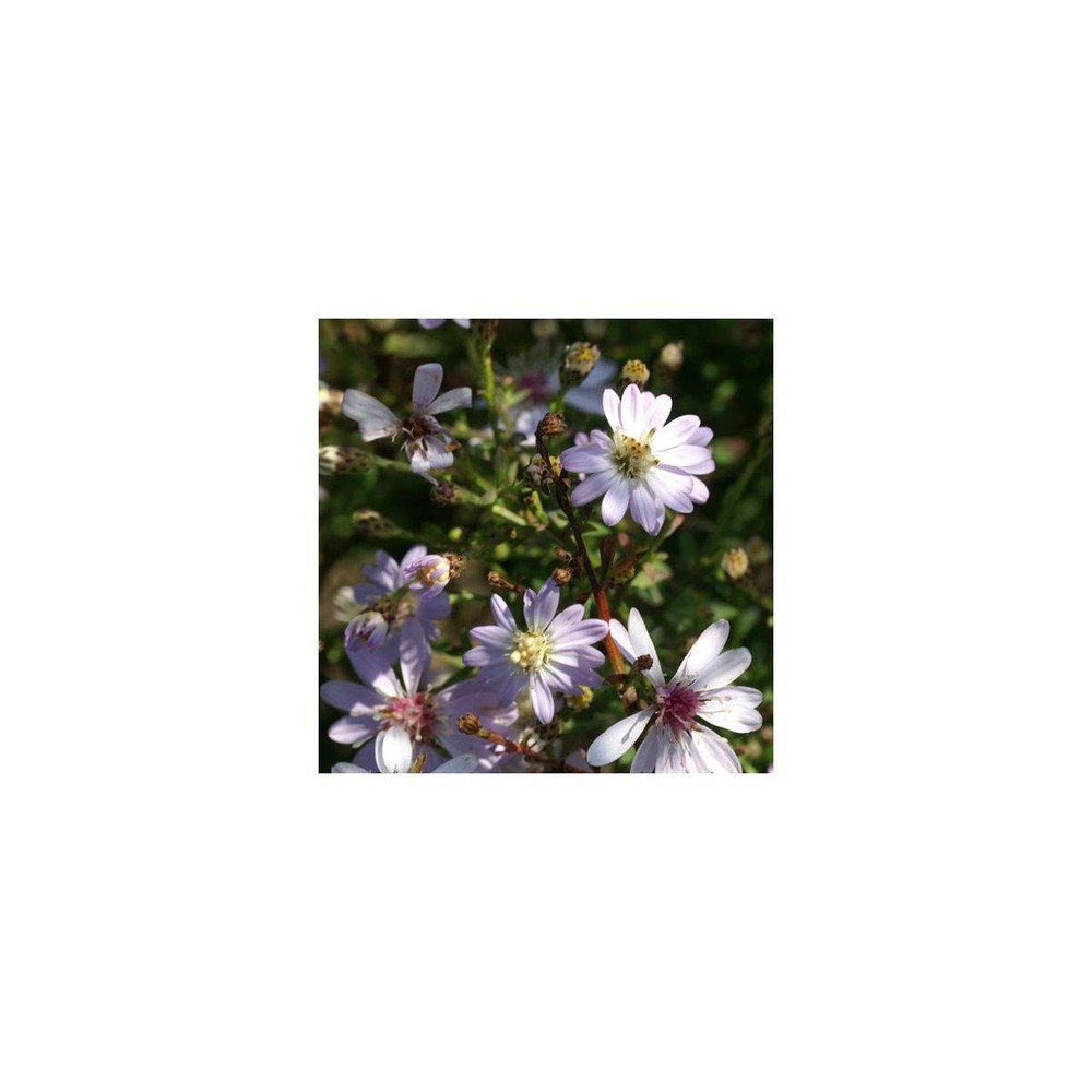 Aster d'automne ideal