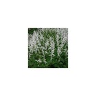 Astilbe d'arends mont blanc