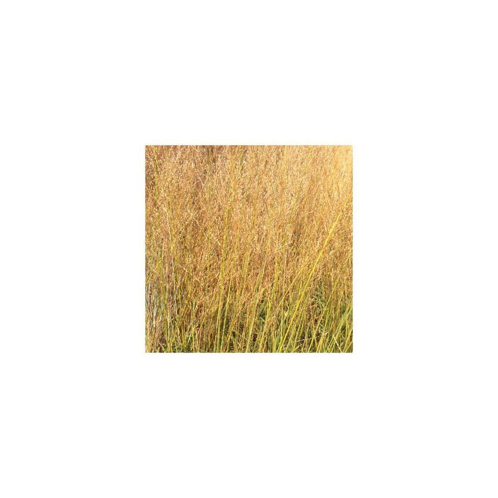 Molinie élevée arundinacea transparent | Truffaut