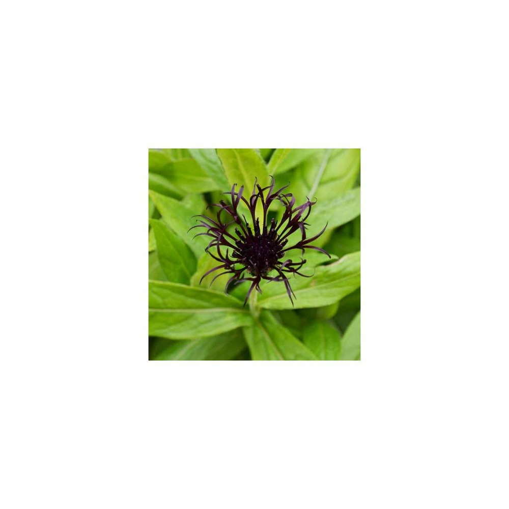 Centaurée des montagnes, bleuet des montagnes black sprite/centaurea montana black sprite[-]godet