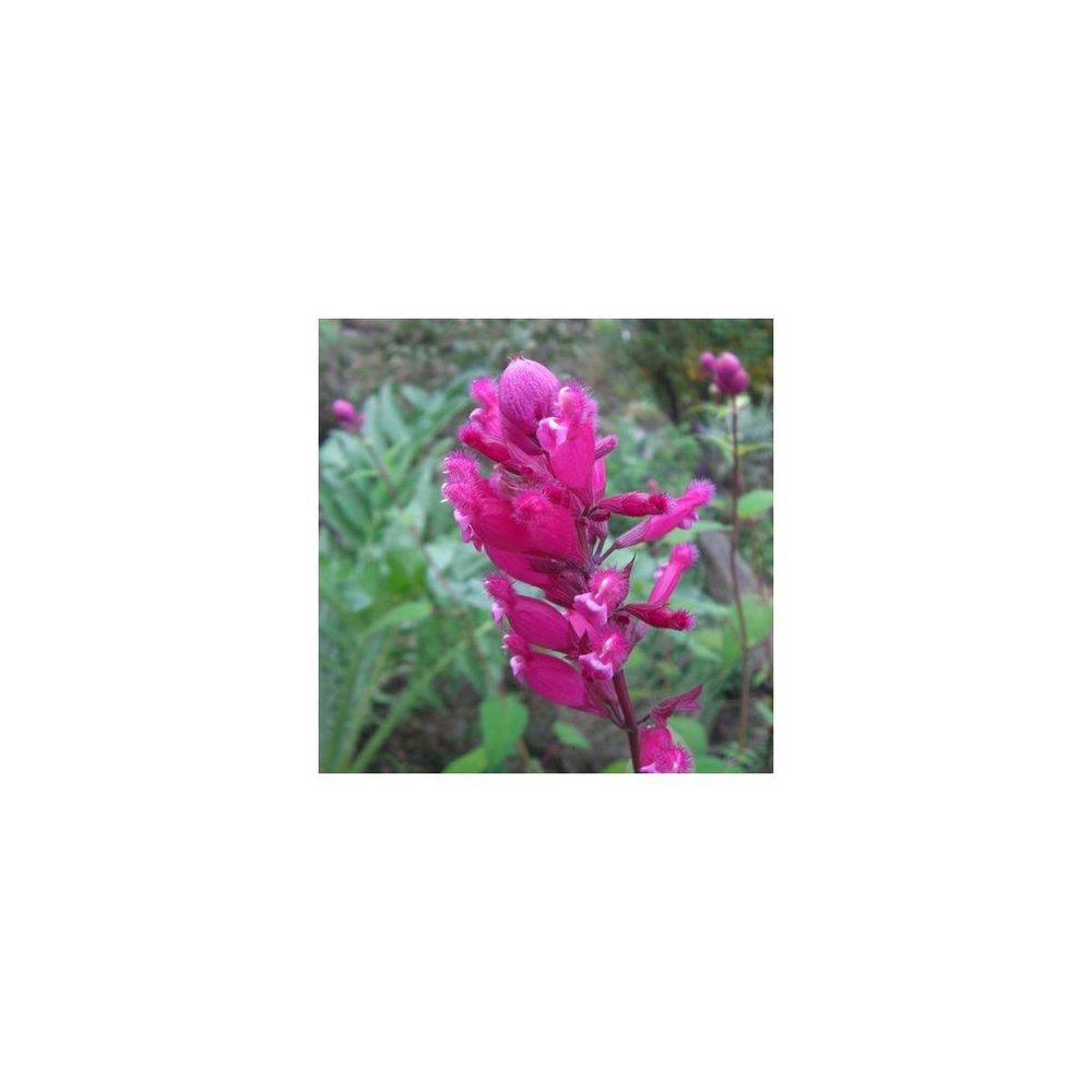Sauge involucre bethellii | Truffaut