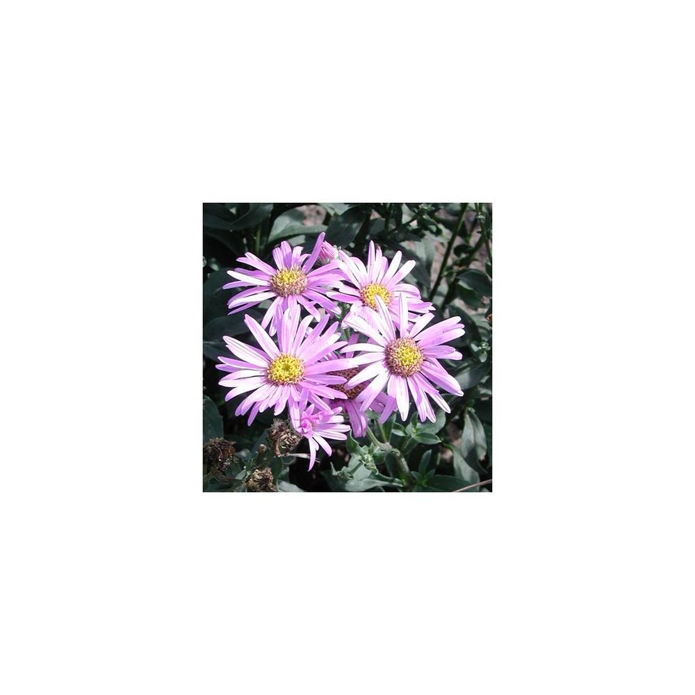 Aster d'été rosa erfüllung | Truffaut