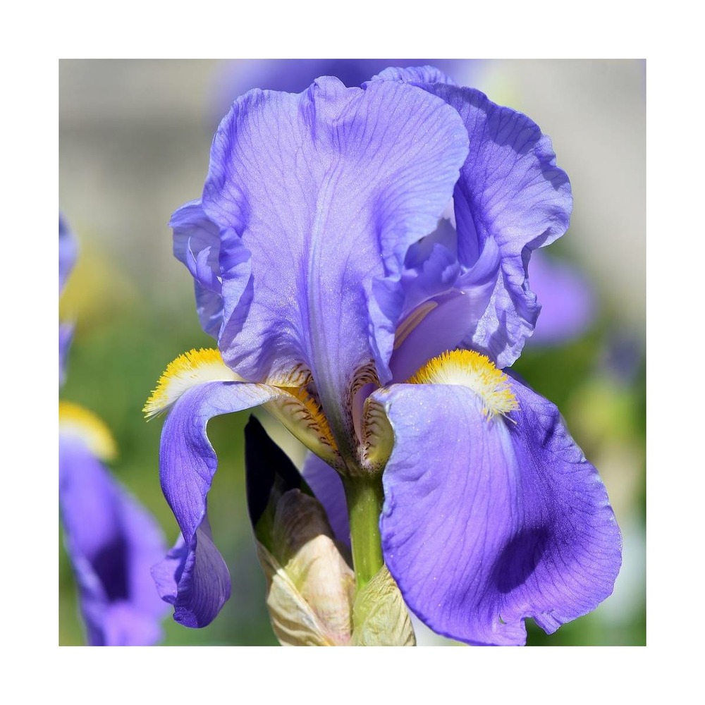 Iris des jardins crystal blue