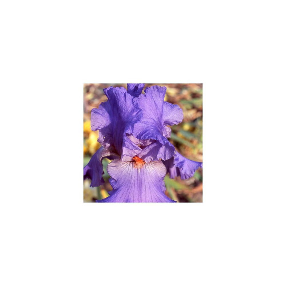 Iris des jardins falbala