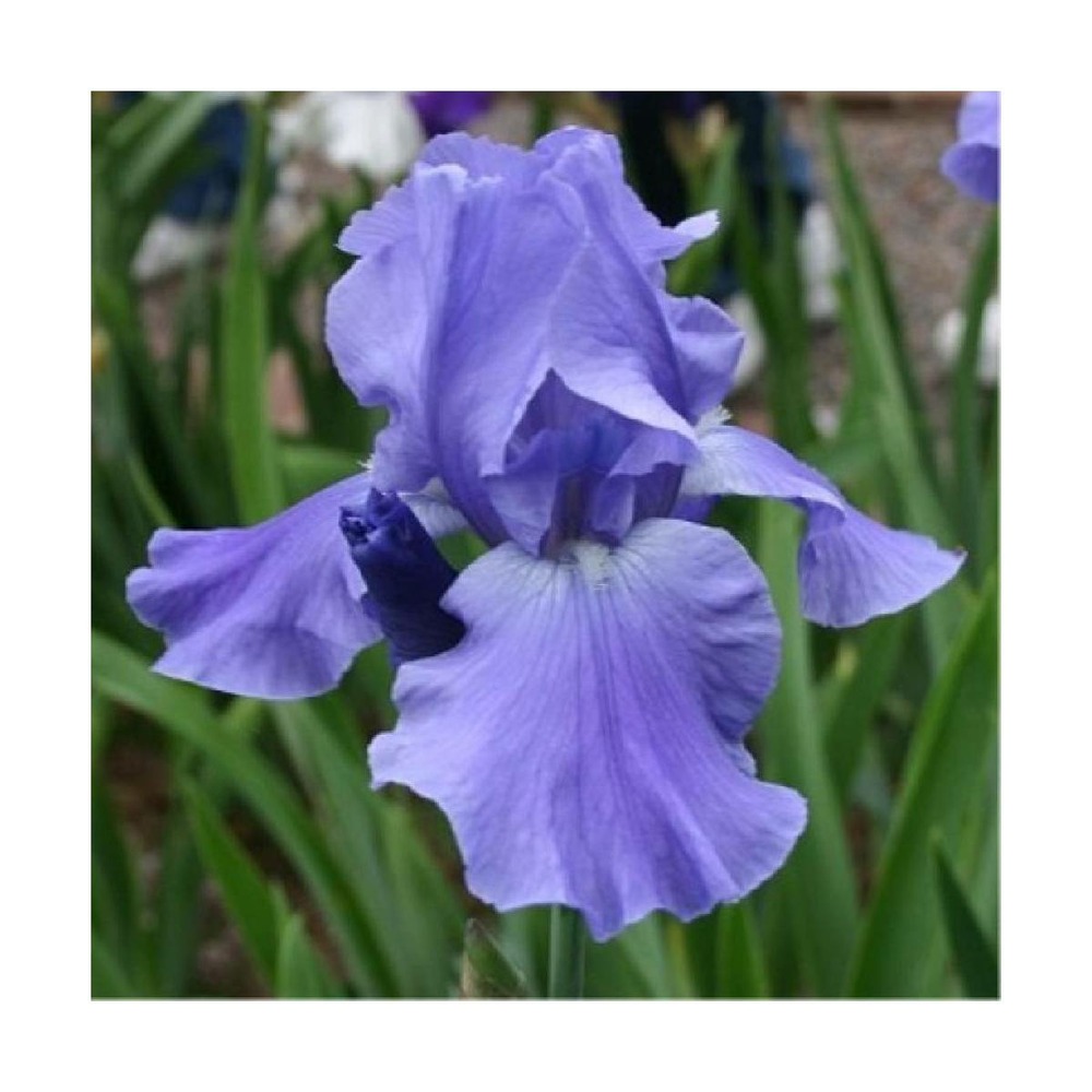 Iris des jardins pacific panorama
