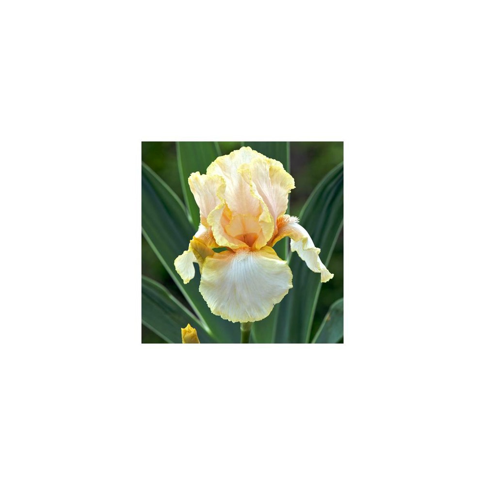 Iris des jardins feminine charm