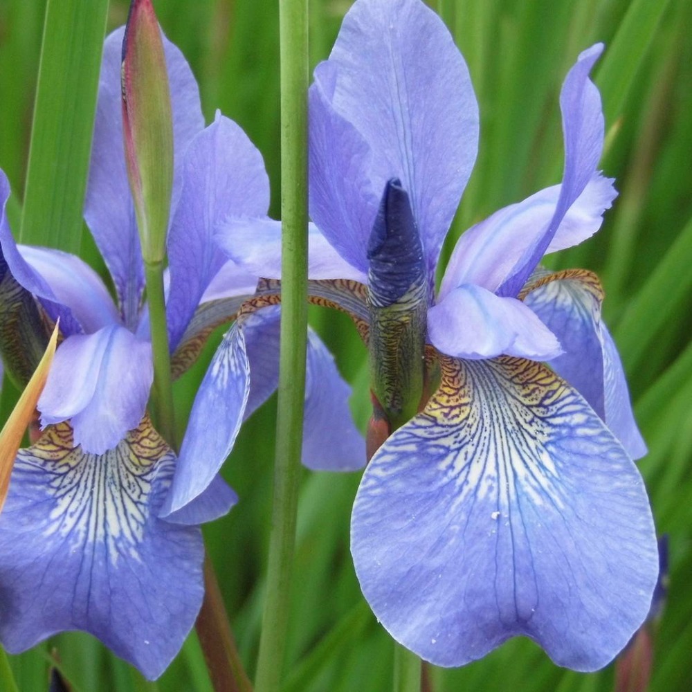 Iris de sibérie mountain lake