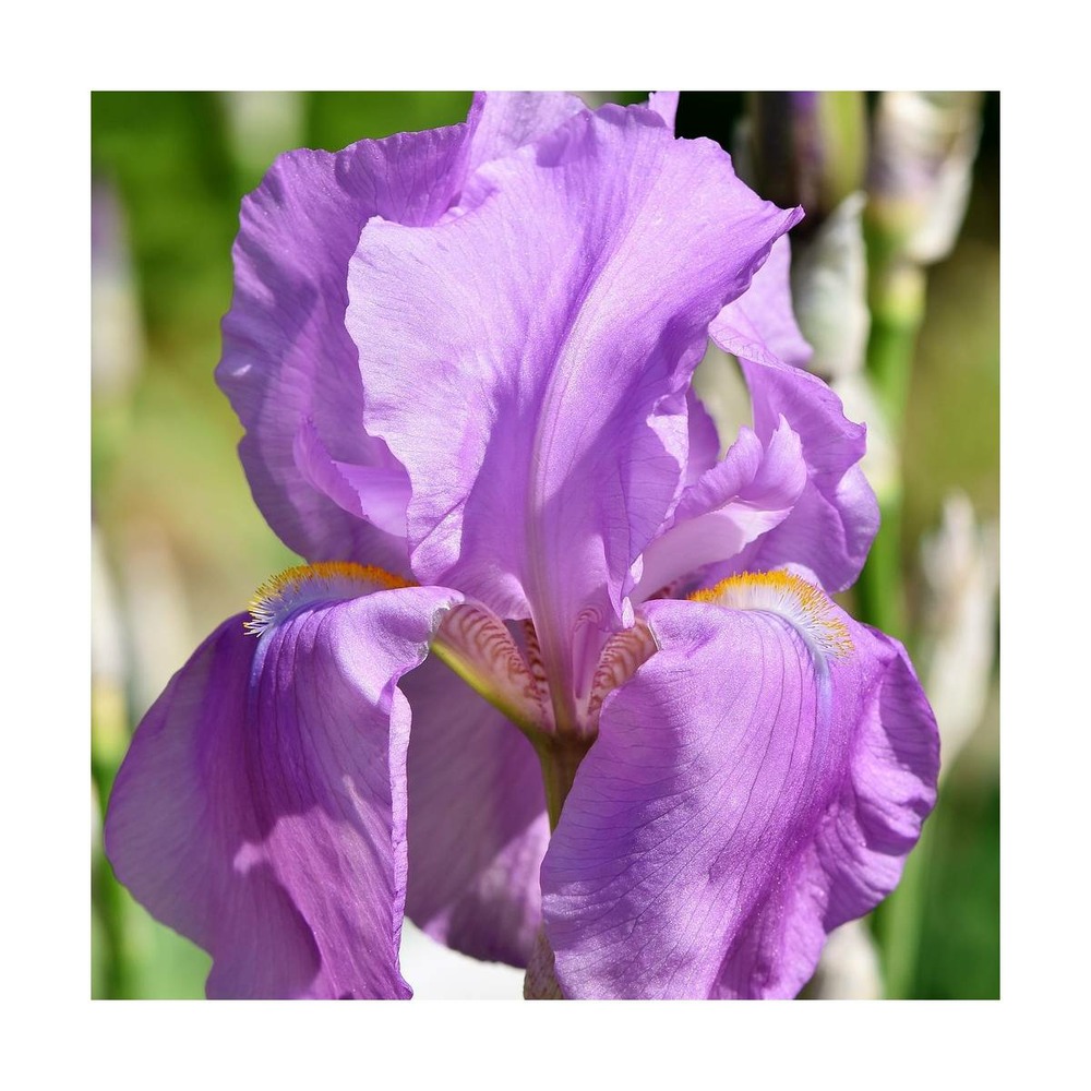 Iris des jardins amethyst flame