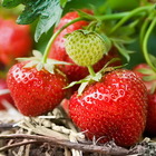 Plant fraisier remontant charlotte bio - lot de 8 (livraison offerte)