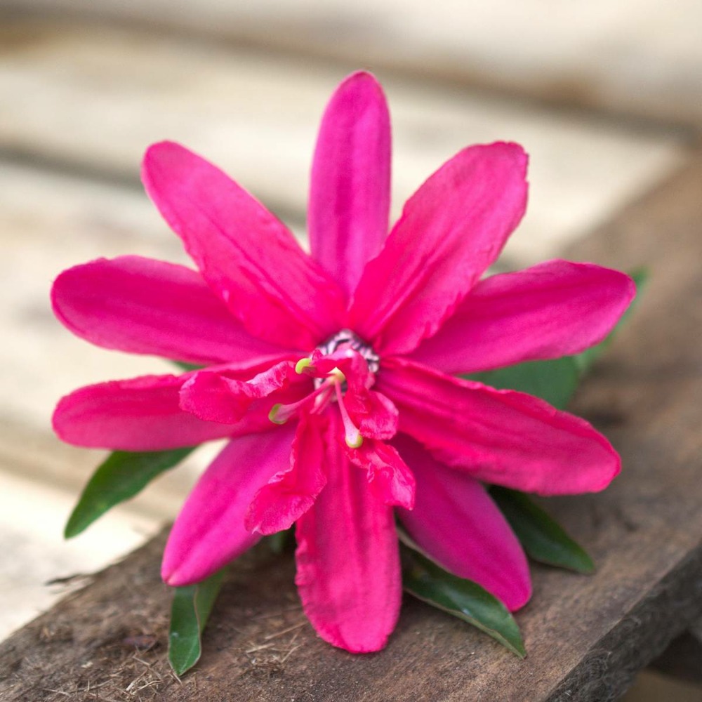 Passiflore insignis pink passion®/passiflora insignis pink passion®[-]godet - 5/20 cm