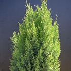 Genévrier de chine chinensis stricta/juniperus chinensis stricta[-]pot de 7,5l - 40/60 cm
