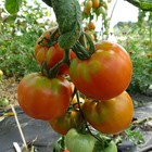 Plant tomate ancienne saint pierre bio