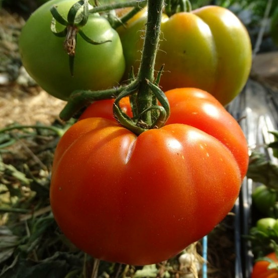 Plant tomate ancienne marmande bio