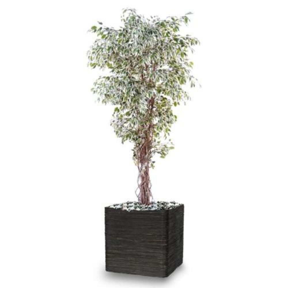 Ficus benjamina panache petite feuille tronc naturel h150cm blanc-vert - dimhaut