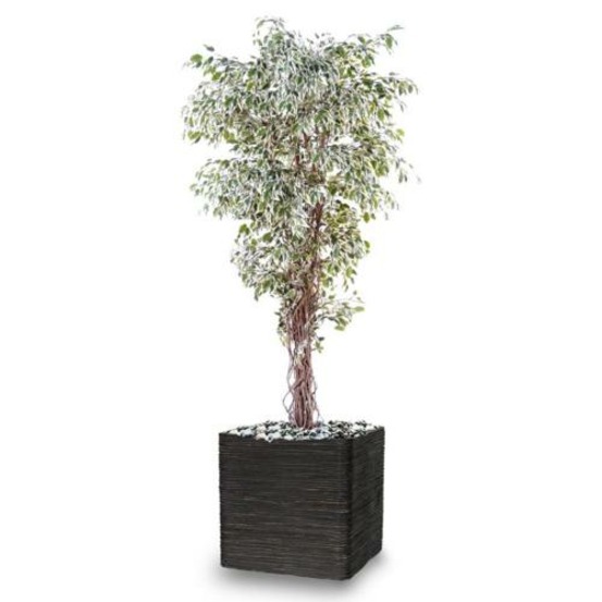 Ficus benjamina panache petite feuille tronc naturel h180cm blanc-vert - dimhaut