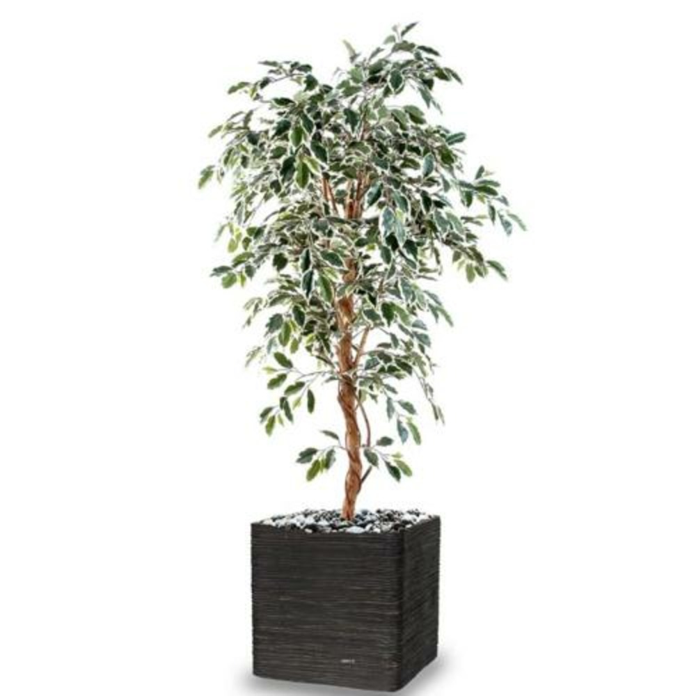 Ficus benjamina panache grande feuille tronc naturel h150cm blanc-vert - dimhaut
