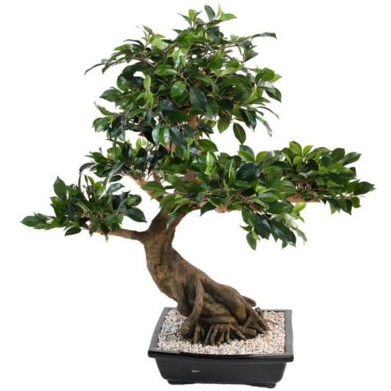 Bonsaï ficus artificiel h 80 cm d 77 cm en pot - dimhaut: h 80 cm - couleur: ver