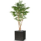 Acacia artificiel 5 troncs naturels h 180 cm d 100 cm en pot