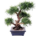Bonsaï podocarpus artificiel h 70 cm d 60 cm en pot - dimhaut: h 70 cm - couleur