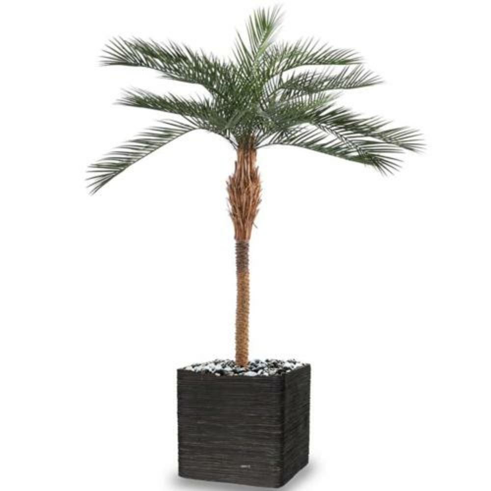 Palmier phoenix artificiel feuillage plastique extérieur h 290 cm vert - dimhaut