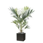 Palmier kentia artificiel royal h 220 cm l 140 cm en pot - dimhaut: h 220 cm - c