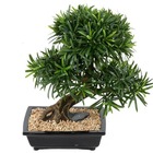 Bonsaï podocarpus artificiel h 50 cm d 45 cm en pot - dimhaut: h 50 cm - couleur