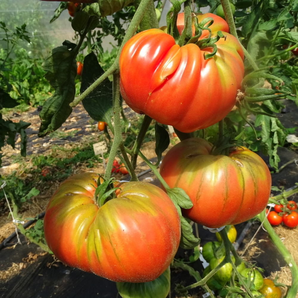 Plant tomate ancienne brandywine rouge bio