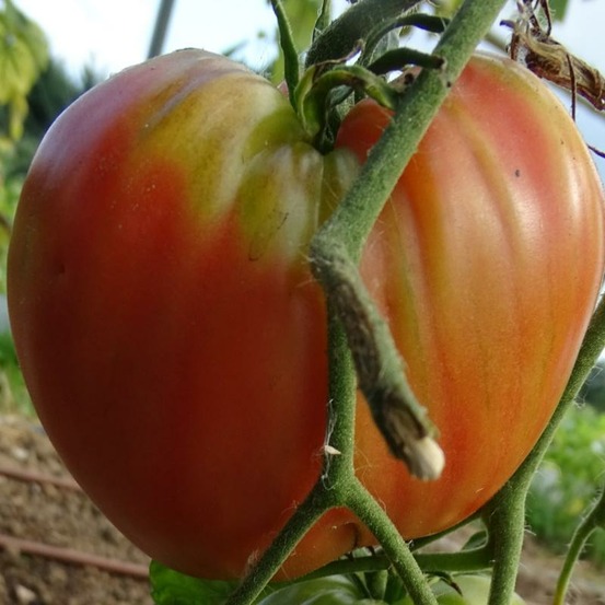 Plant tomate cuor di bue (coeur de boeuf) rouge bio