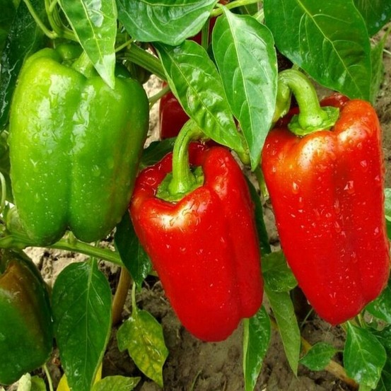 Plant poivron yolo wonder rouge carré bio