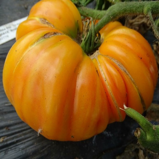 Plant tomate ancienne ananas bio