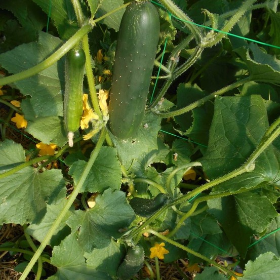 Plant de concombre le généreux bio