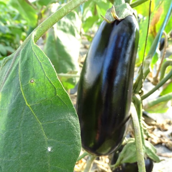Plant d'aubergine longue violette diamond bio - lot de 4