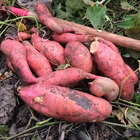 Plant patate douce beauregard bio - lot de 4