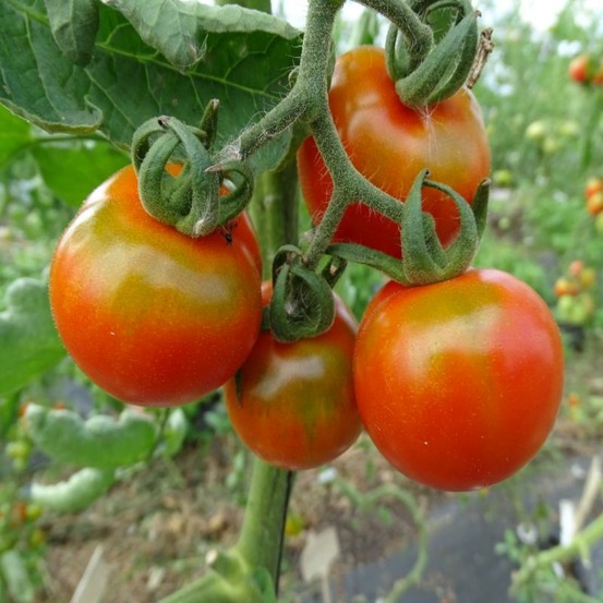 Plant tomate cerise miel de mexique bio