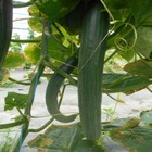Plant de concombre long ancienne tanja bio - lot de 4