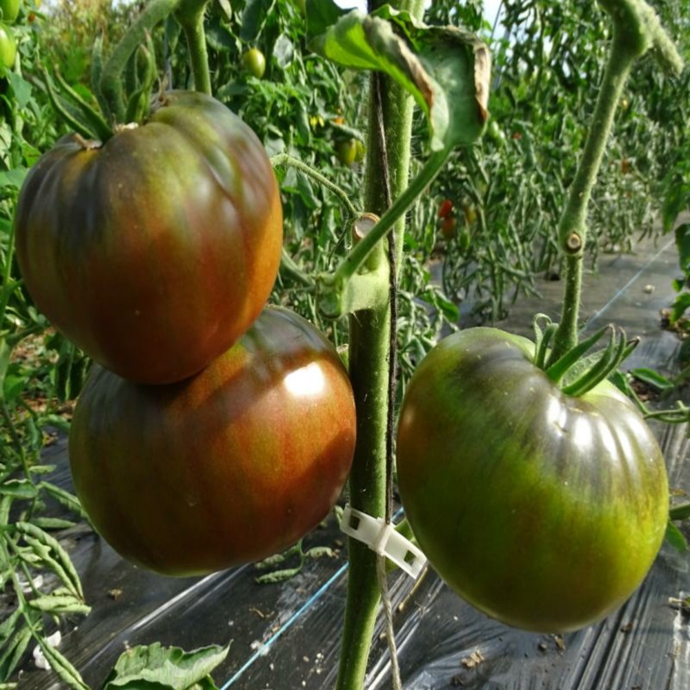 Plant tomate ancienne noire de crimée bio