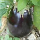 Plant d'aubergine violette black beauty bio - lot de 4