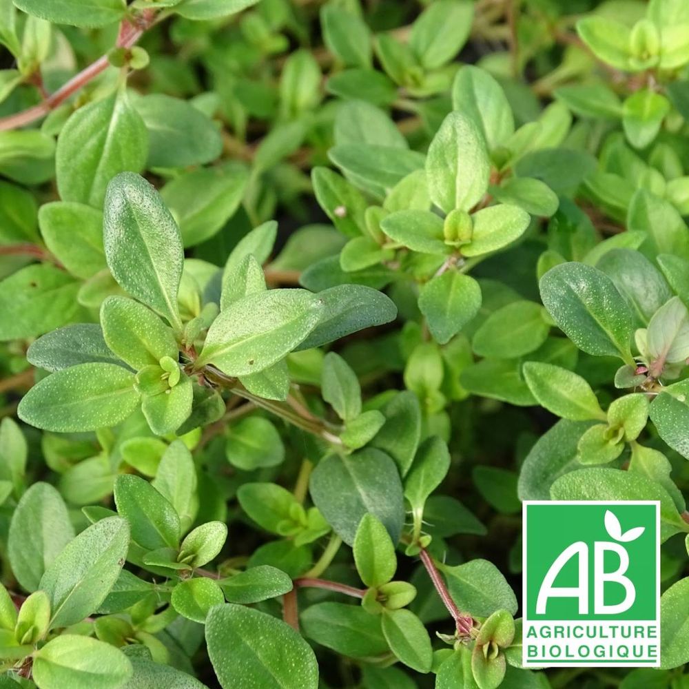 Thym serpolet serpyllum bio | Truffaut