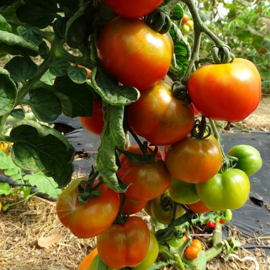 Plant tomate ancienne monda montfavet bio