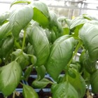 Plant basilic genovese bio - lot de 4