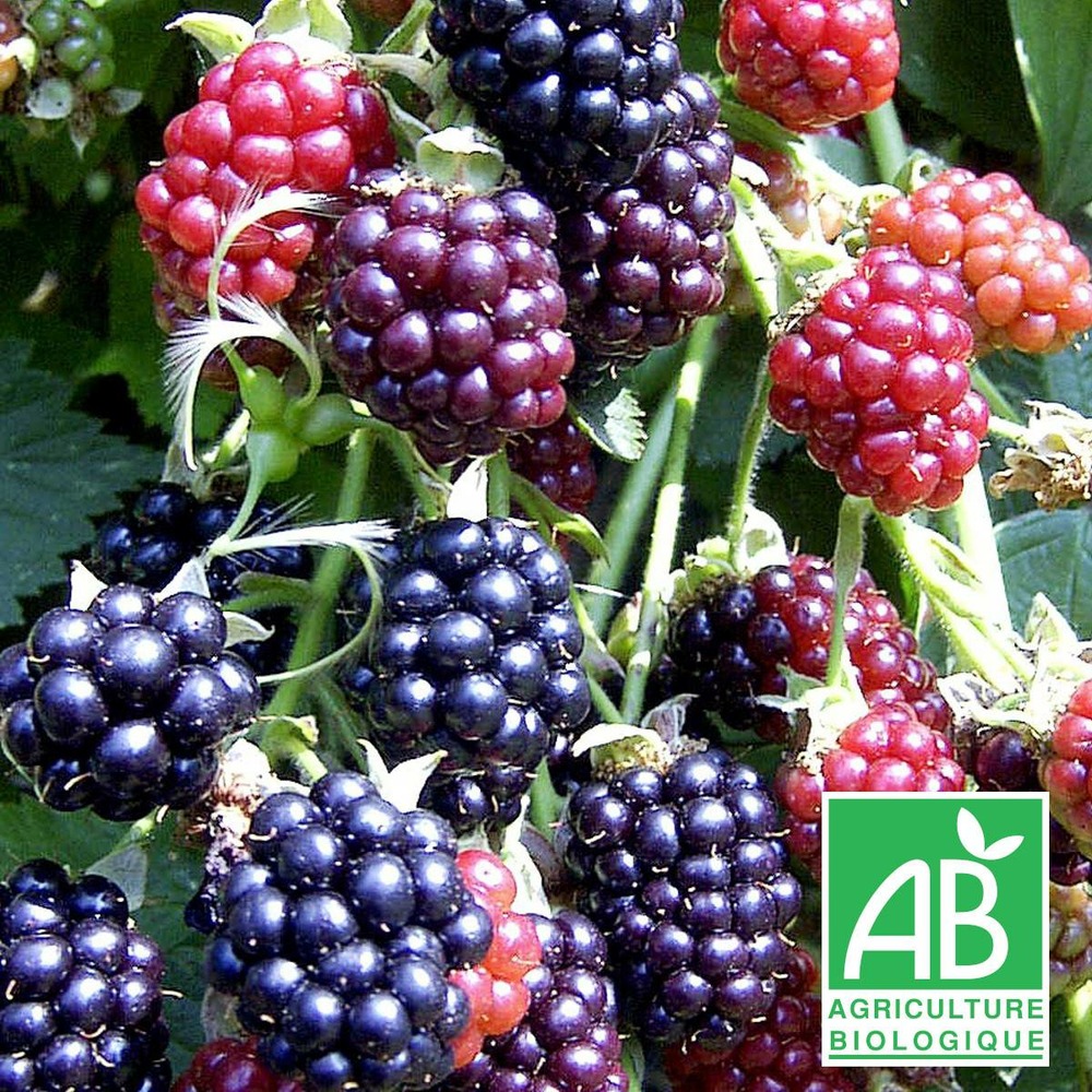 Brombeere Thornfree - Rubus fruticosus Thornfree günstig kaufen