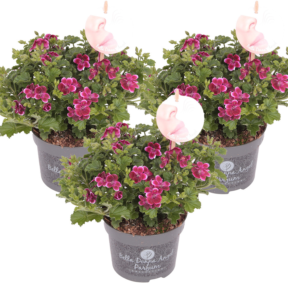 Lot De 3 Plants De Géranium 'Paton's Unique' - Parfum Poivré, Fleurs Roses De Juin à Novembre