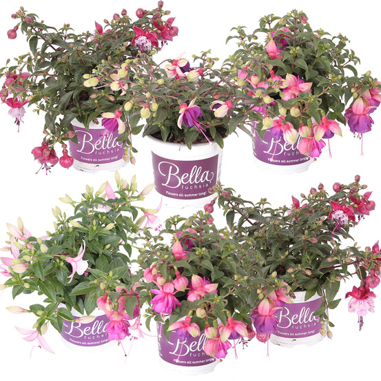 Lot de 6 - fuchsia retombant - plante à clochettes - mélange de couleurs - h. 15-20 cm - p. 10,5 cm