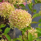 Hortensia paniculata romantic ace® 'renvagor'/hydrangea paniculata romantic ace® 'renvagor'[-]godet - 5/20 cm